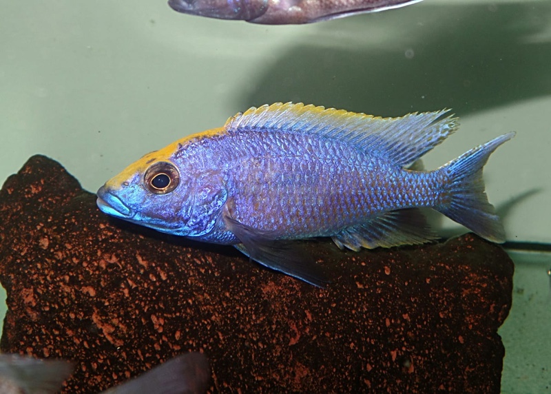 Otopharynx lithobates 'Zimbawe Rock'